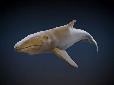 Humpback Whale 3D model