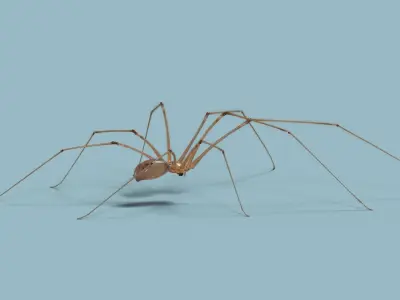 Spider Pholcus  Rigged VFX Grace 3D model