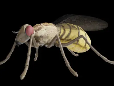 Housefly fully rigged low poly Low-poly 3D model