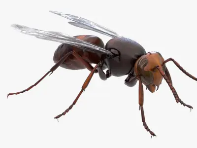 4K Honey Bee Low-poly 3D model