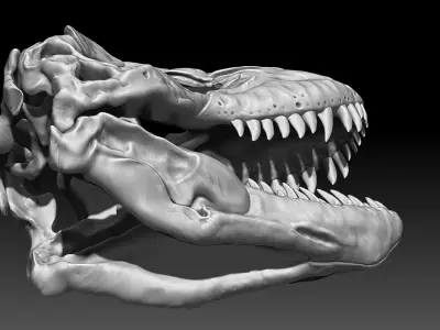 Dinosaur Tyrannosaurus Rex SUE Skull Set 3D model