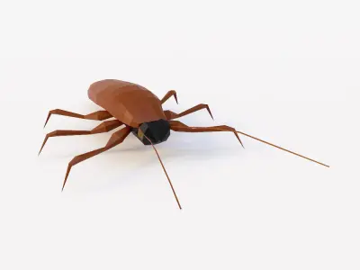 Cockroach 3d model Low-poly 3D model