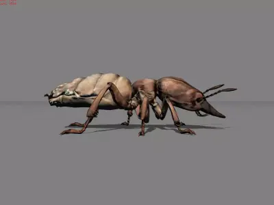 Termite Isopetra Animal Low-poly 3D model