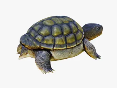 Tortoise Free 3D model