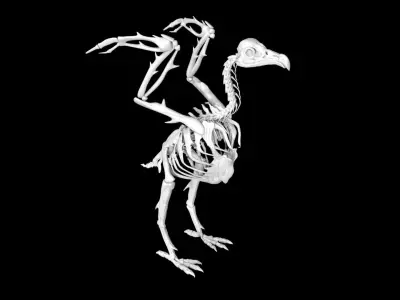 Vulture skeleton Low-poly 3D model