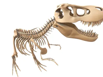 T-rex Skeleton 3D model