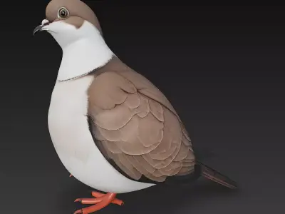 Dove Realistic 3D Model Basic - Low Poly Realistic  Low-poly 3D model