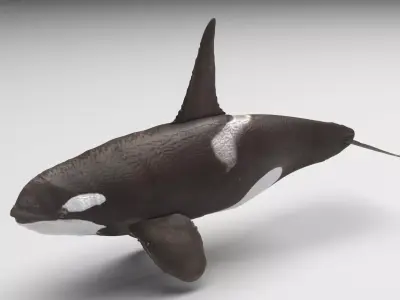 Ornicus Orca Whale 3D model