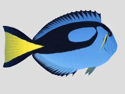  Blue Tang Tropical Fish Low-poly 3D model