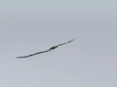 Paseo del Malecón Part 1 Free 3D model