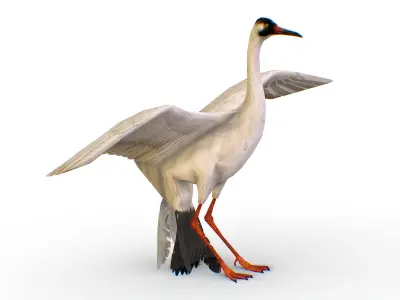 LowPoly Crane Bird Low-poly 3D model