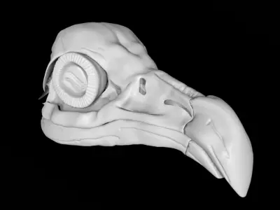 Vulture skull Low-poly 3D model