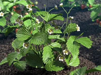 Garden Strawberry Plant Flower Set 3D model