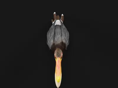 Rhinoceros Hornbill Bird 3D model