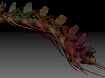 Spinosaurus Neck Skeletons Set 3D model