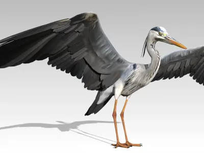 Heron Low-poly 3D model