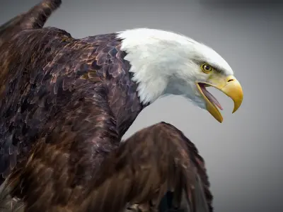 Animated Bald Eagle 3D model