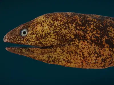 Realistic Moray Eel Animated 3D model