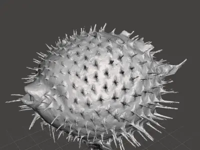 Puffer fish 3d model Free 3D model