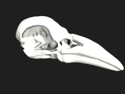 crow skull Low-poly 3D model