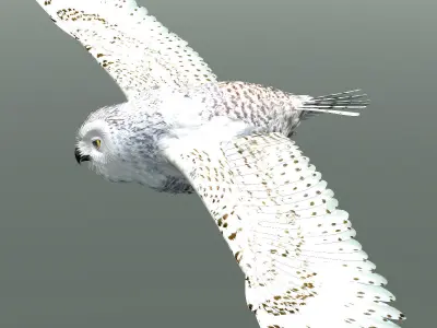 Snowy Owl - rigged - animated 3D model