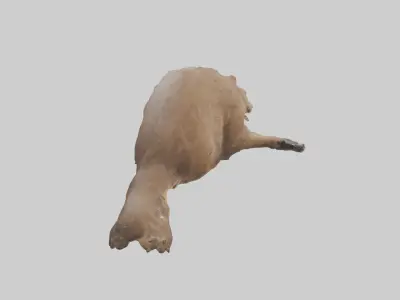 Beaver gnawing model 3D model