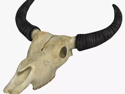 Ox skull Low-poly 3D model