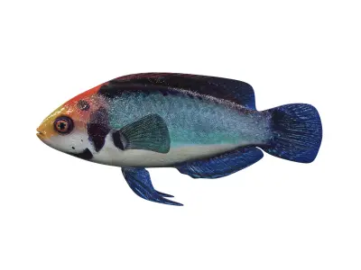 FISH-002 fish 3D model