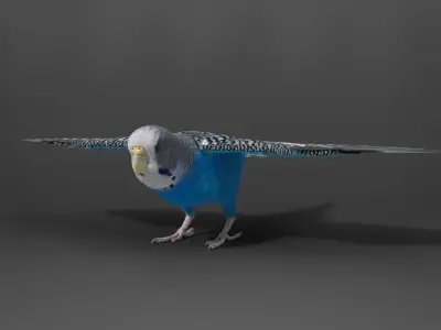 Budgerigar Rigged VFX Grace 3D model