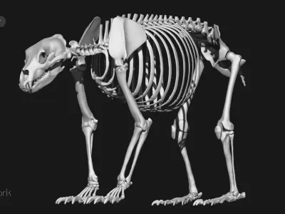 Grizzly Bear skeleton 3D model