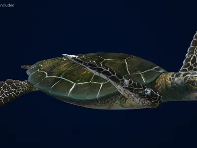 Realistic Sea Turtle Rigged for Cinema 4D 3D model