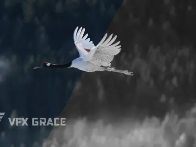 Red-Crowned Crane Animation VFX Grace 3D model
