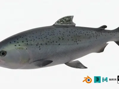 Salmon Lowpoly Animated Low-poly 3D model