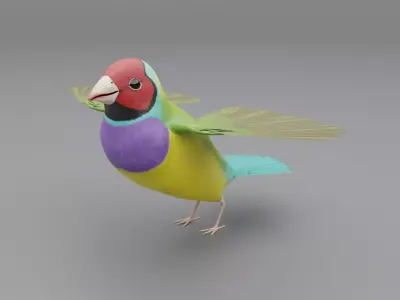 3D Gouldian Finch Model 3D model