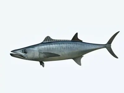 King Mackerel 3D model