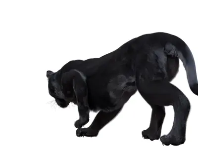 Panther Fur (Rigged) 3D model