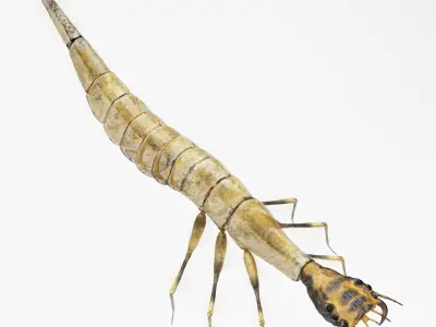 Acilius Sulcatus Larvae Rigged Animation 3D model