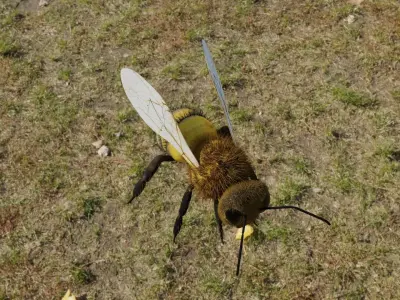 Bee photorealistic  3D model Low-poly 3D model