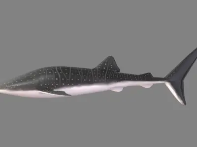 Whale Shark Low-poly 3D model