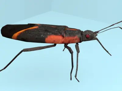 Box Elder Bug Low-poly 3D model