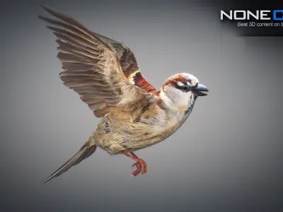 Animated Sparrow 3D model