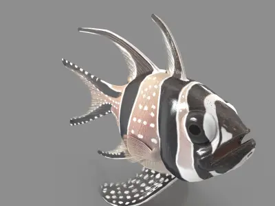  Pterapogon kauderni Low-poly 3D model