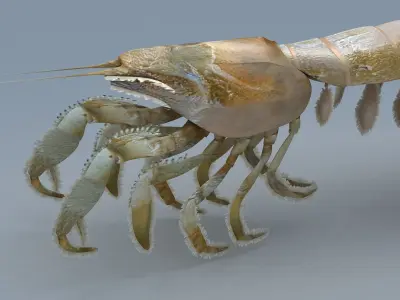 Laomediidae Shrimp Prawn Low-poly 3D model