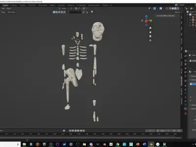 Australopithecus skull and skeleton Low-poly 3D model