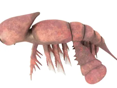 Cambropachycope 3D model