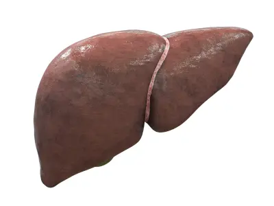 Liver 3D model purchase