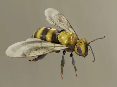 Detailed Animated Bee 3D Model Low-poly 3D model