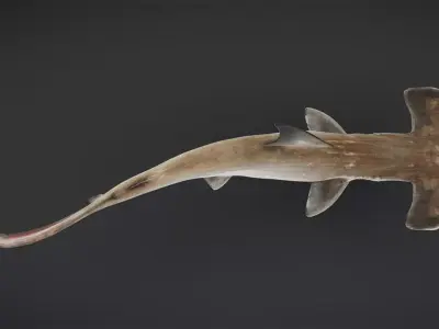 Ocean Fish Collection 3D model