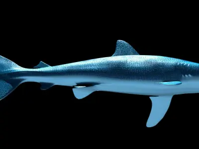 Silky Shark 3D model