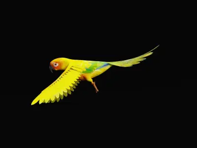 Sun Conures Parakeet Bird Low-poly 3D model